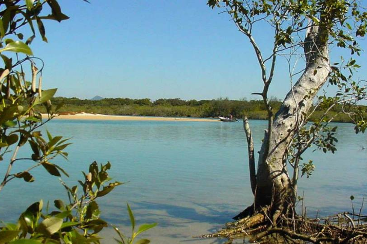 Noosa Ebike Tour Mangroves