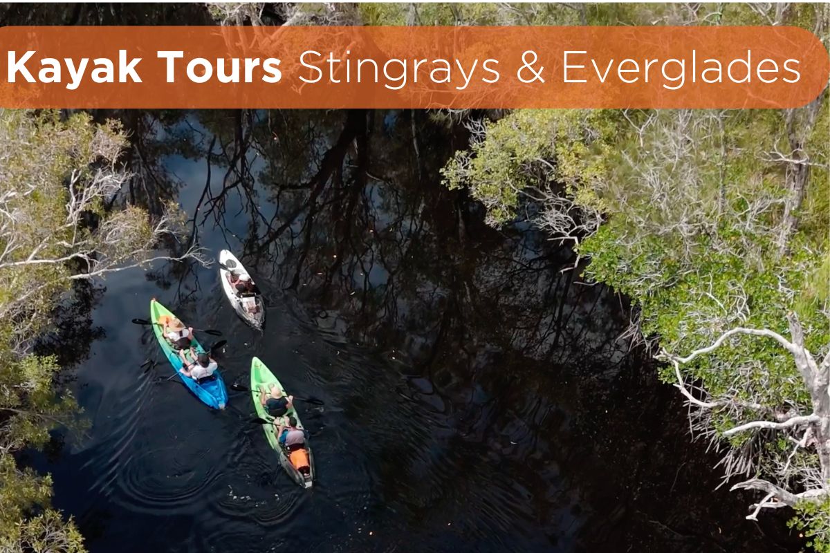 Noosa Everglades Tours. Kayaks in mirrored water ways image