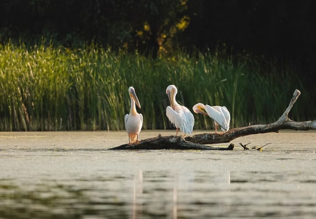 birdlife on Noosa everglades