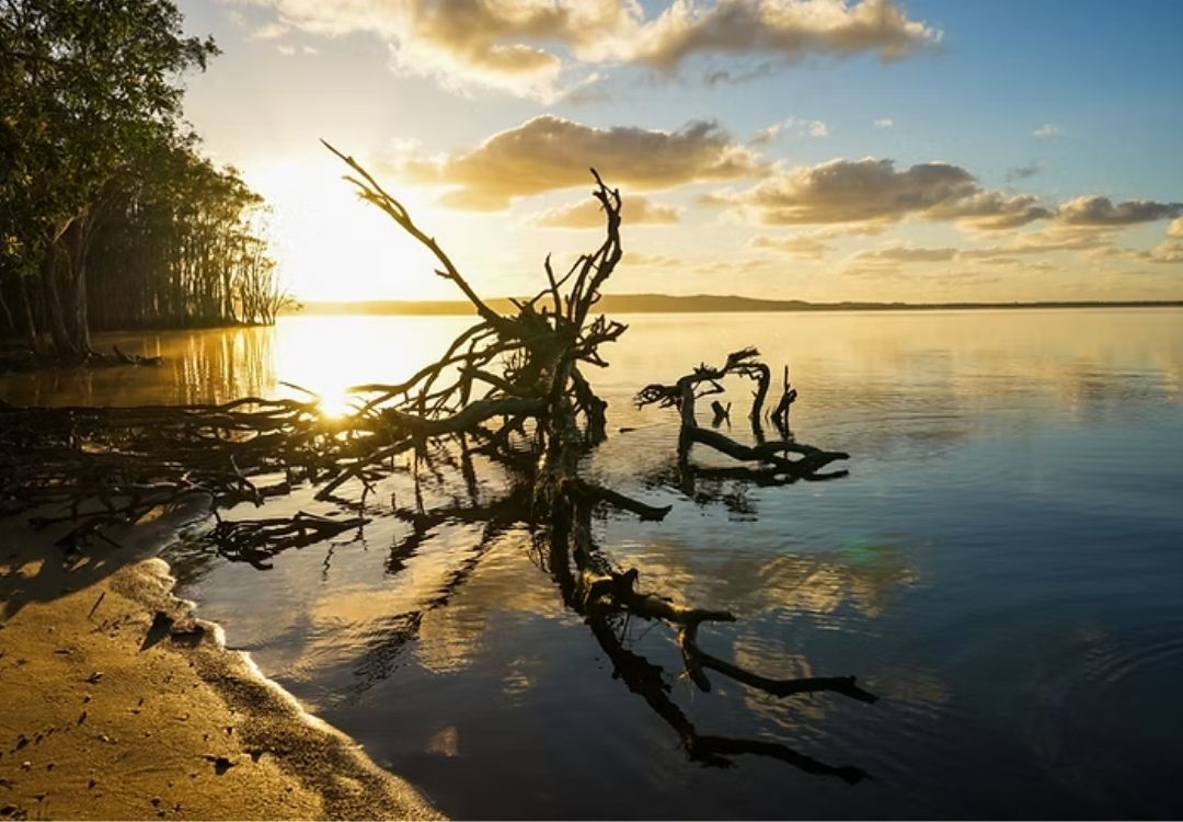 Noosa everglades south