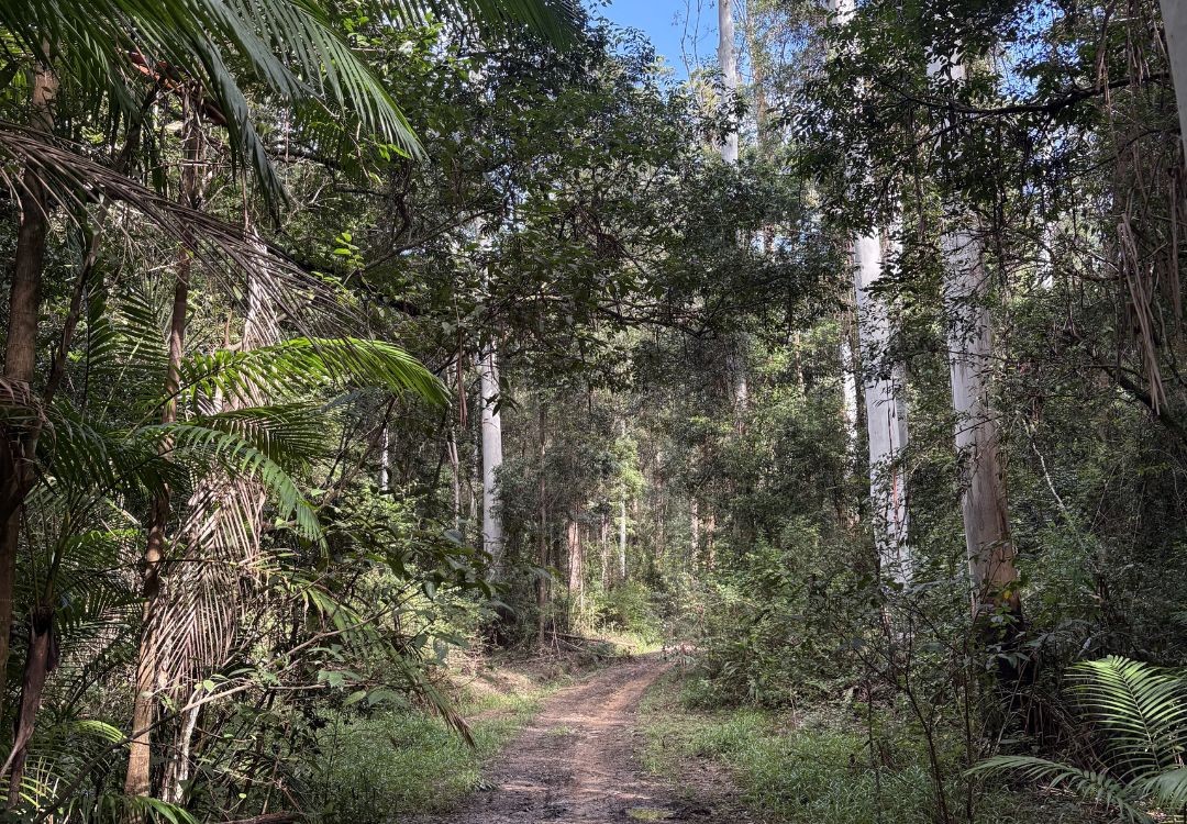 Noosa Hinterland bush gravel tracks for biking