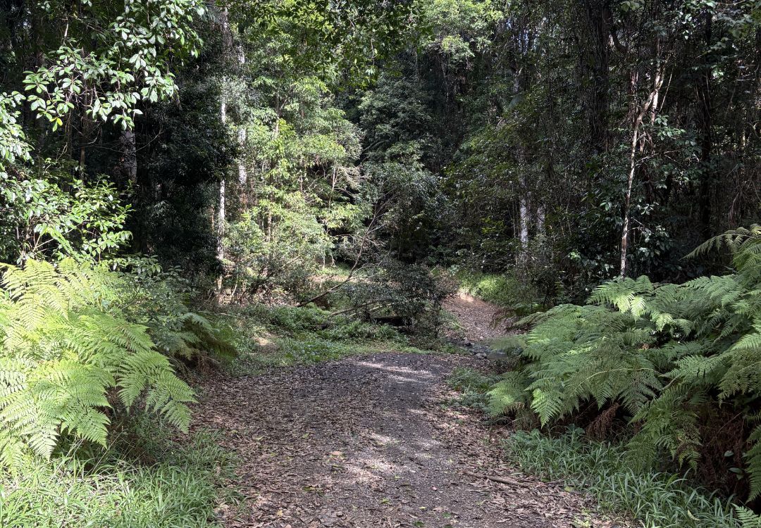 Noosa bike tracks through dense bushland