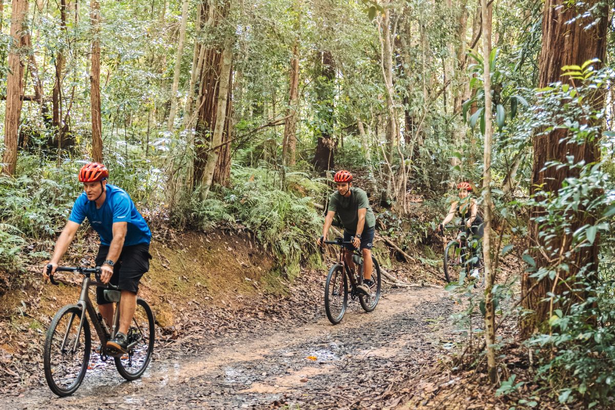 Cyclists riding through subtropical forest on a Noosa gravel route