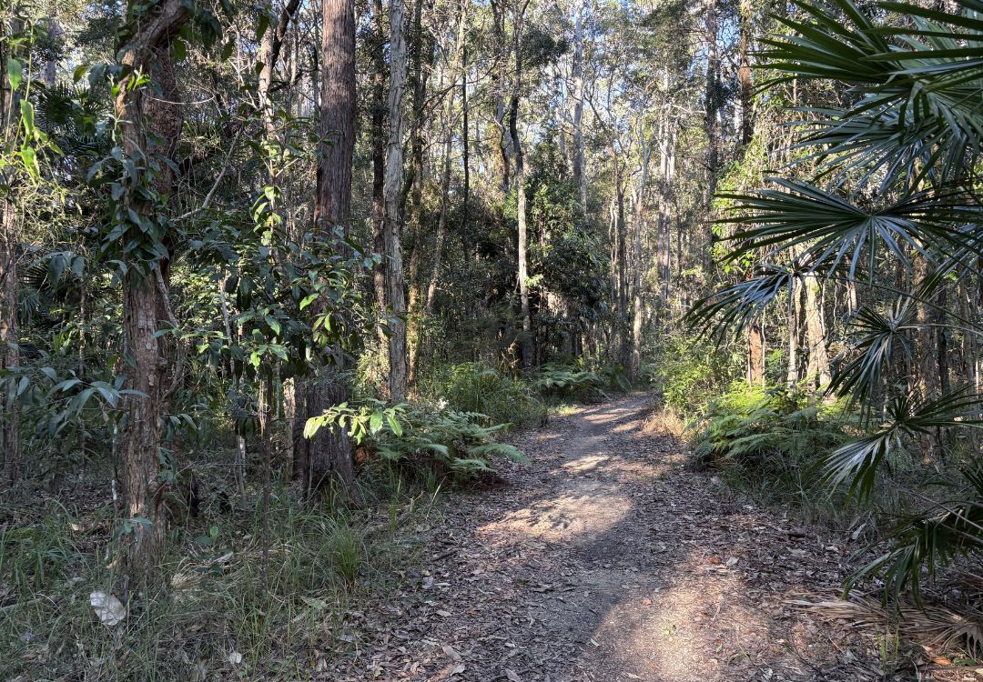 Noosa Trail network mountain biking self guided tour in the Noosa Hinterland bush tracks