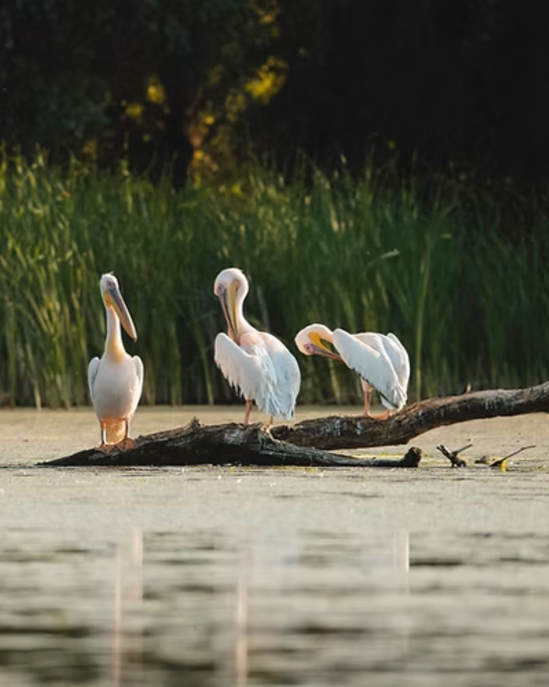 Pelicans on a eco sustainable everglades tour