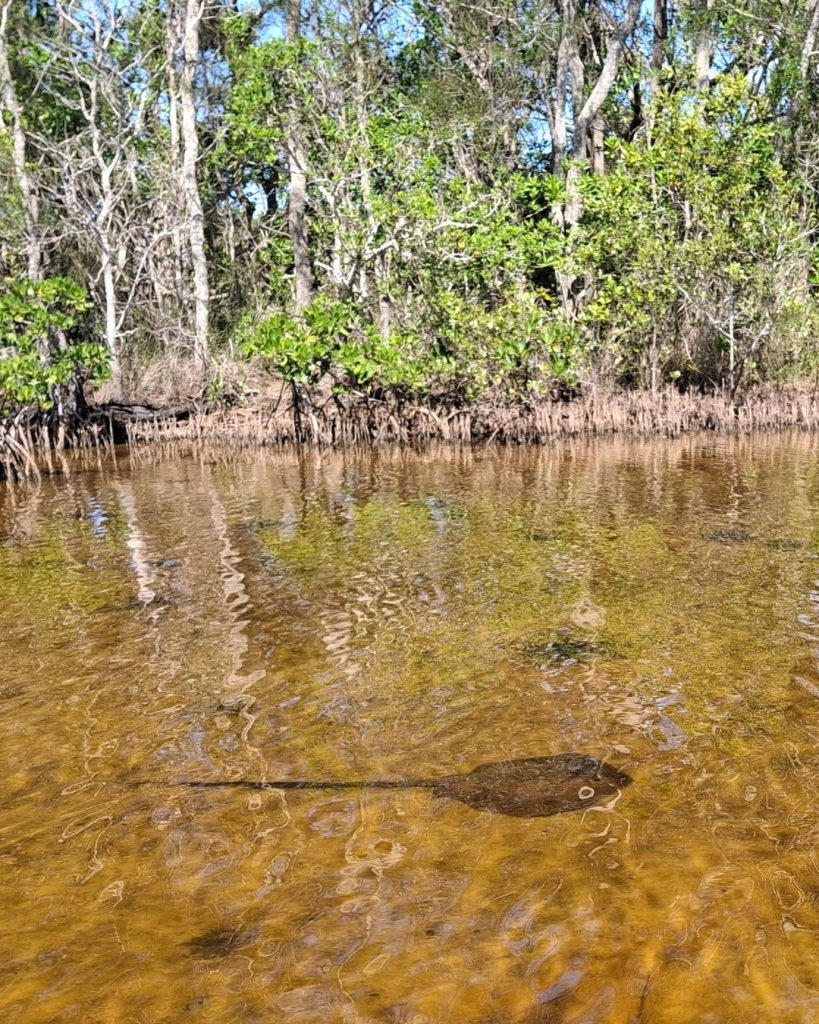 Stingrays on a sustainable eco tour in the Noosa everglades