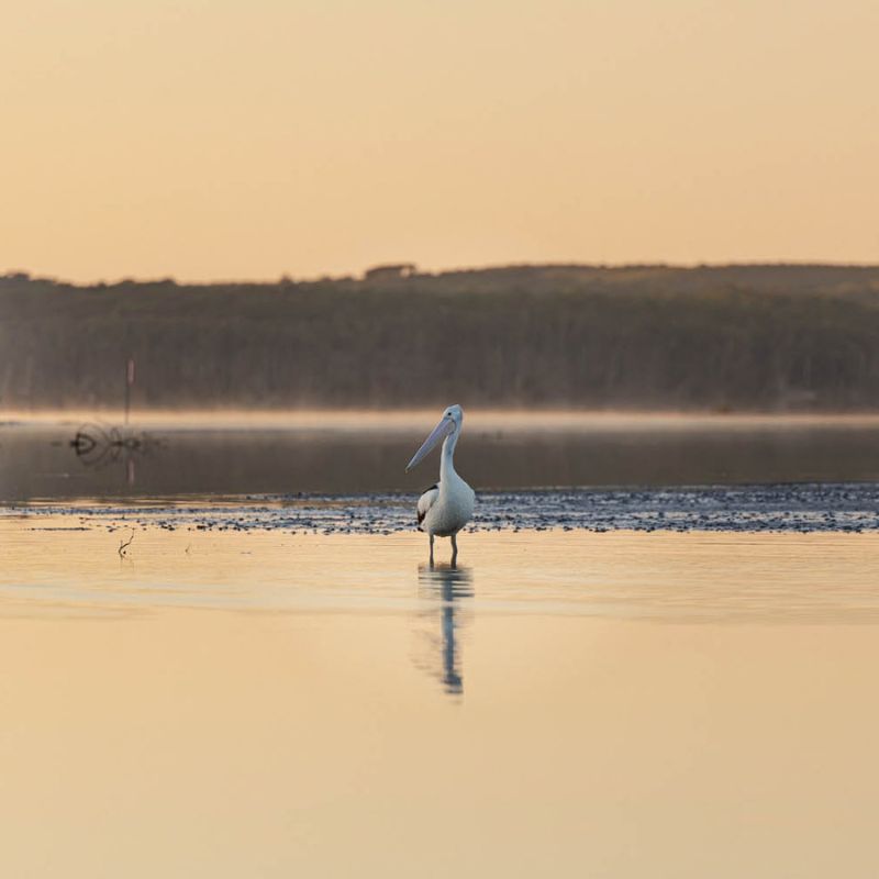 pelican in the noosa everglades